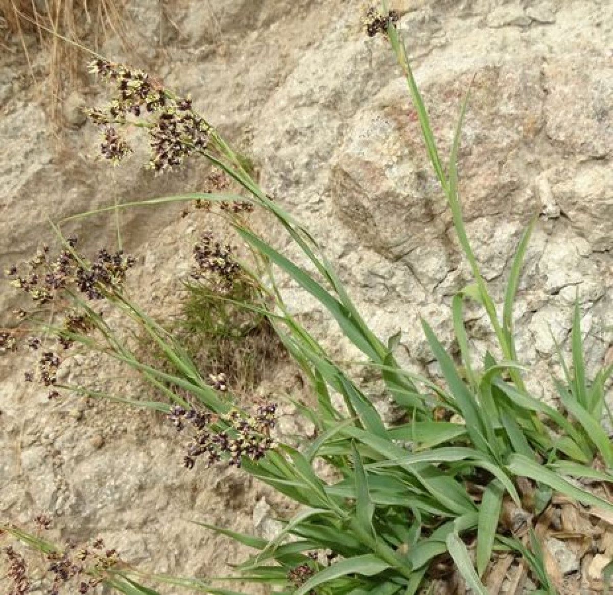 Luzula desvauxii flower