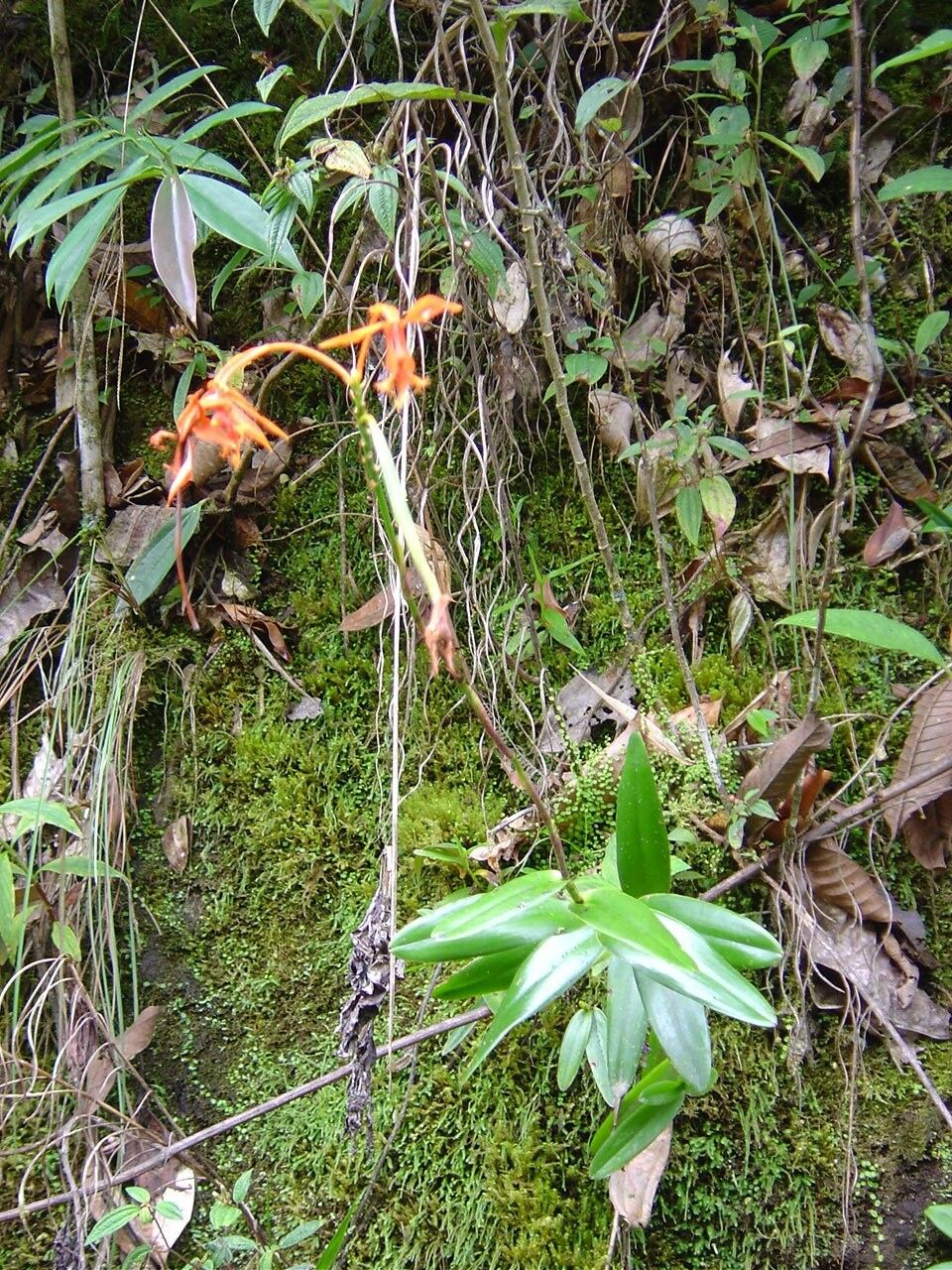 Epidendrum macrocarpum habit