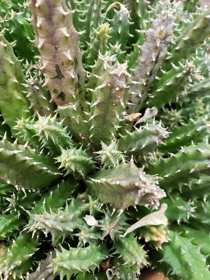 Huernia transvaalensis — search result for 'Huernia'