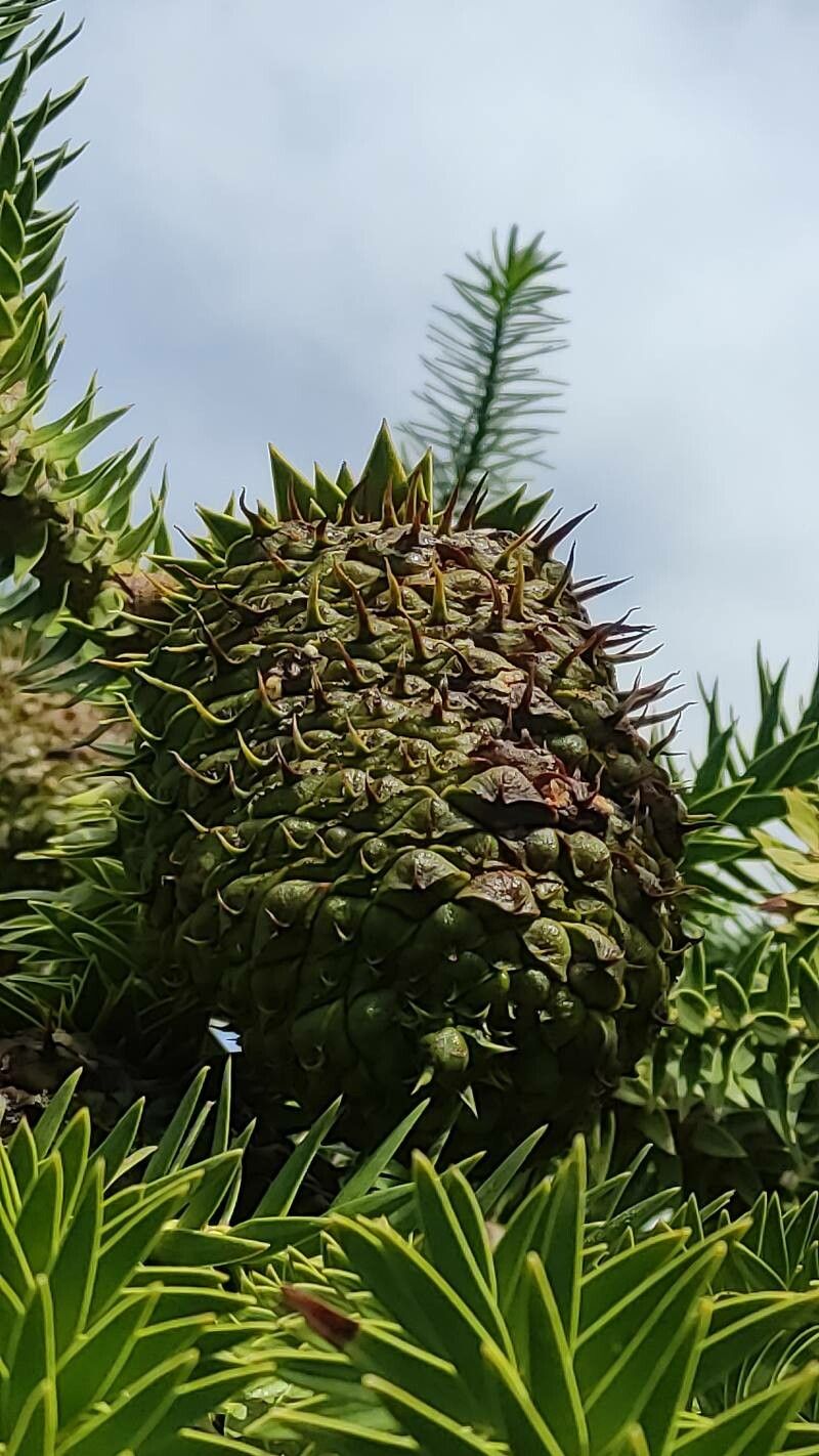 Araucaria angustifolia fruit