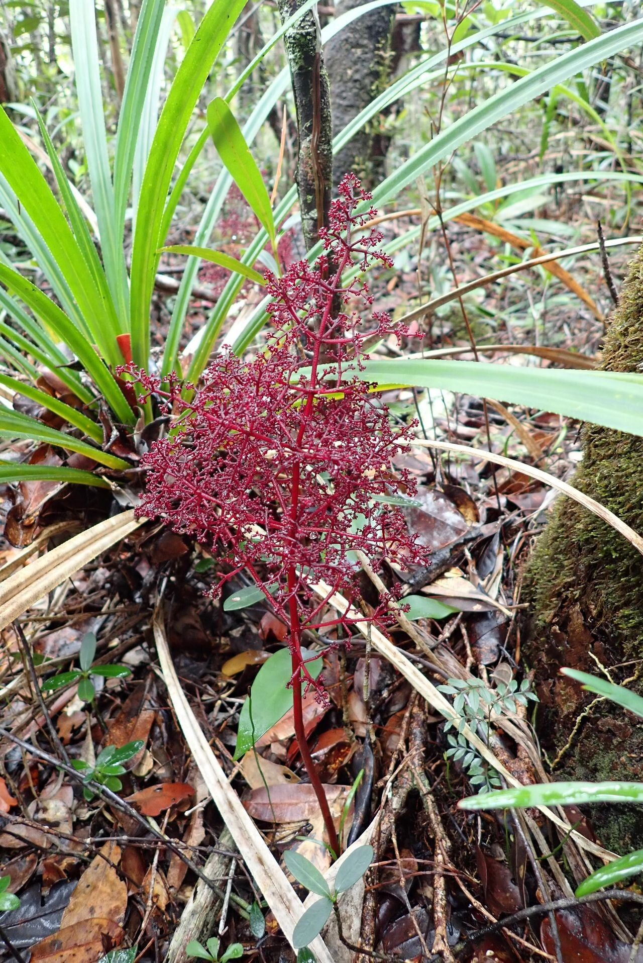 Daenikera corallina flower