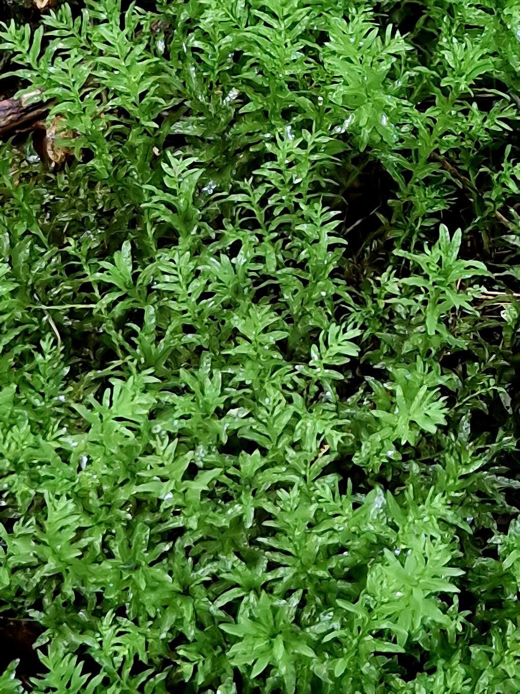 Hydrilla verticillata leaf
