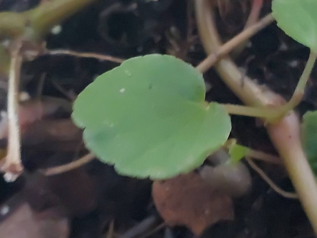 Begonia parvifolia leaf