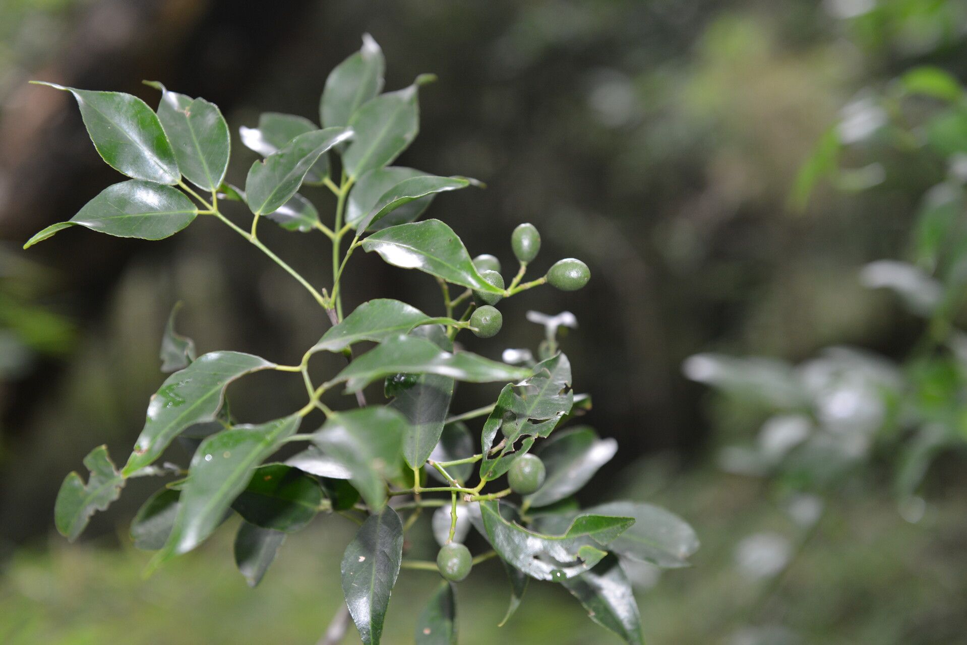 Amyris balsamifera fruit