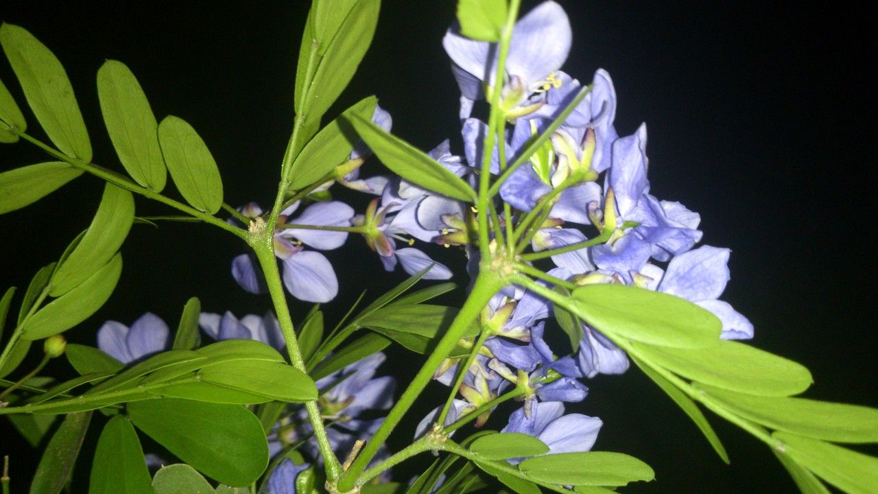 Guaiacum sanctum — search result for 'Bahamas'