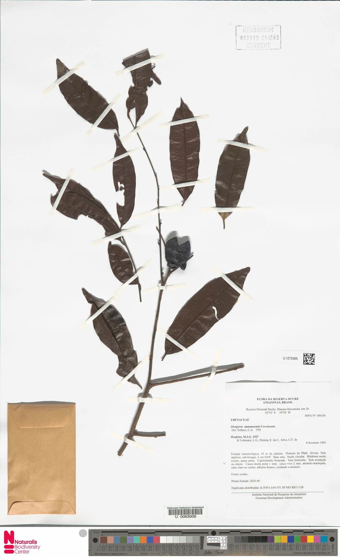 Diospyros manausensis fruit