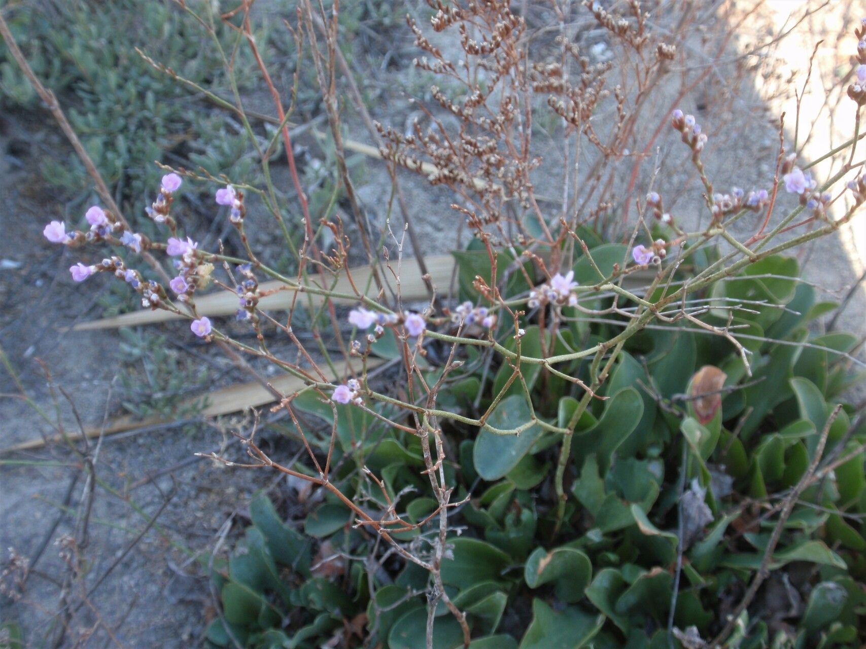 Limonium angustebracteatum habit
