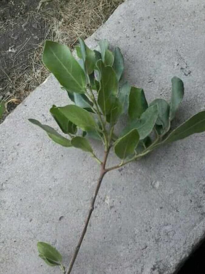 Maerua angolensis — search result for 'Capparaceae'