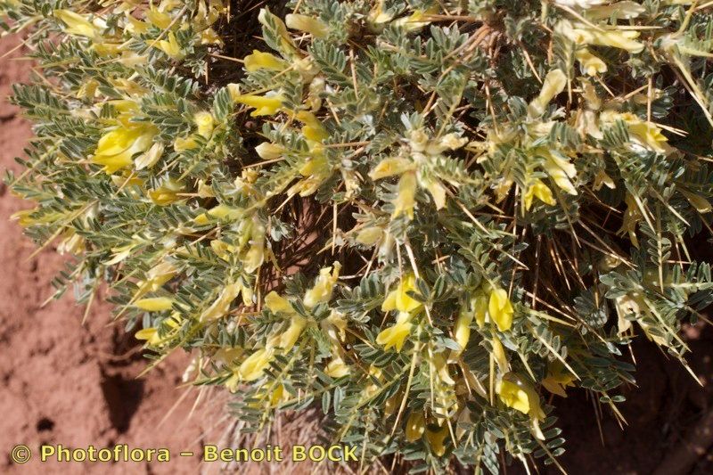 Astragalus ibrahimianus other