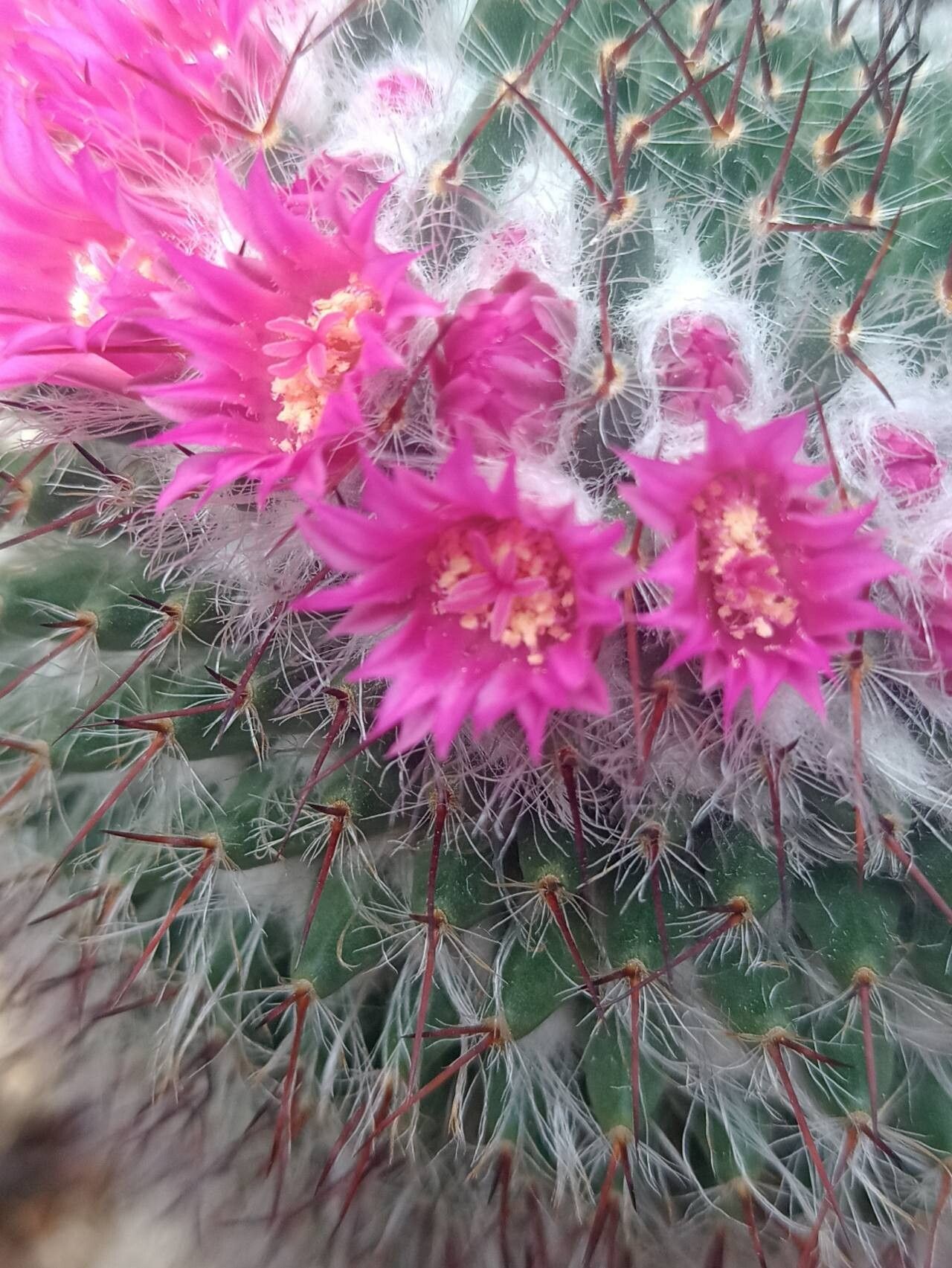 Mammillaria flavicentra flower