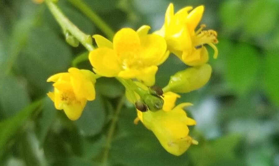 Caesalpinia ferrea flower