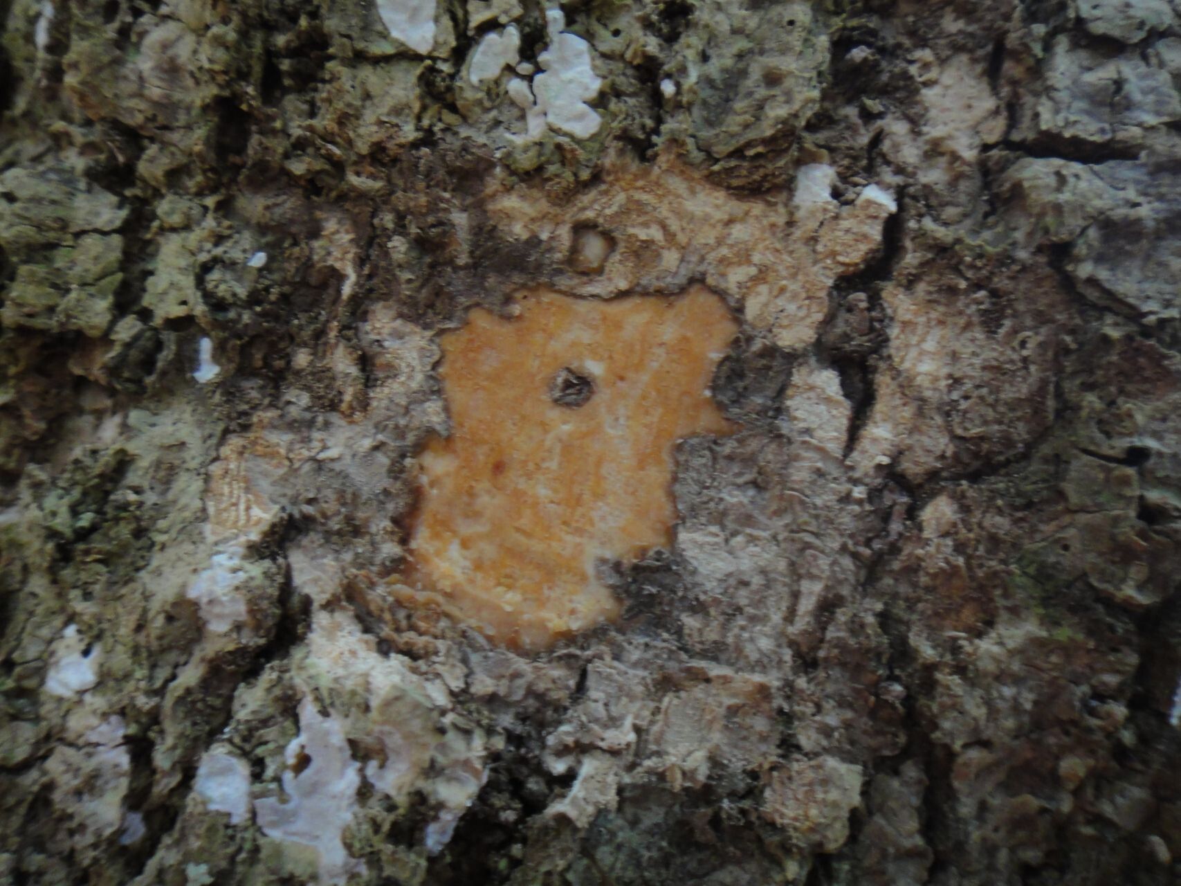 Chionanthus brachystachys bark