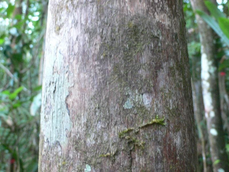 Couratari calycina — search result for 'Guyana'