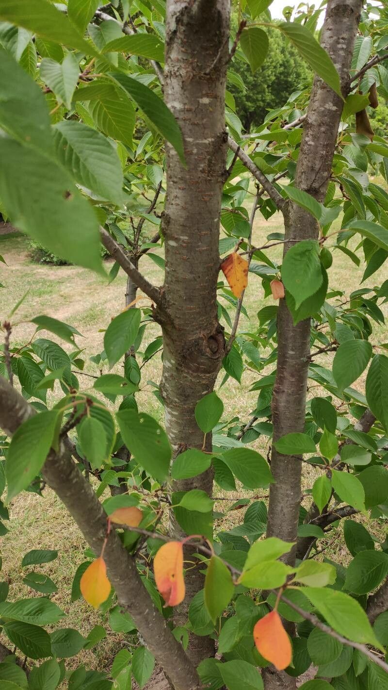 Prunus × yedoensis bark