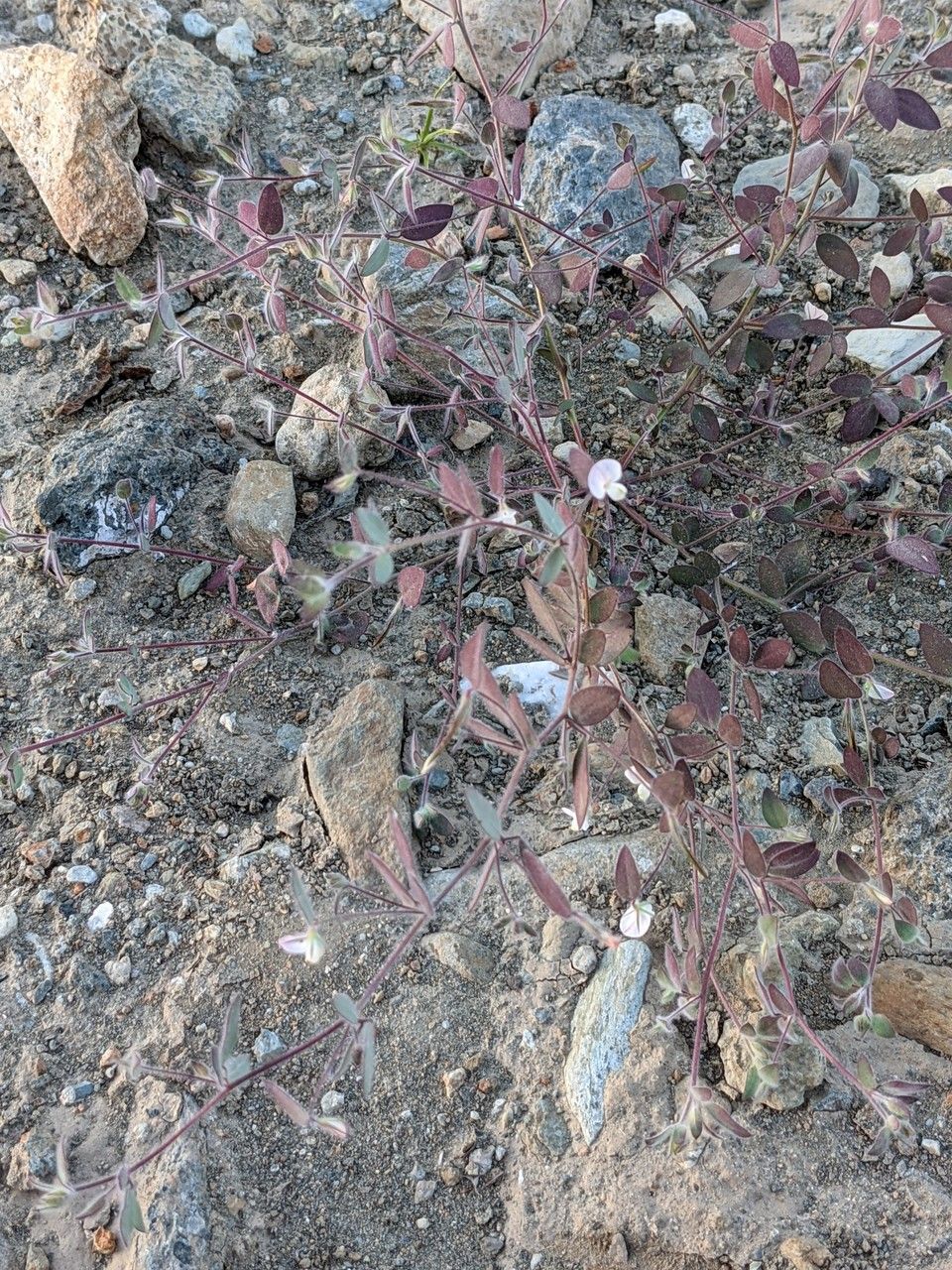 Acmispon americanus habit