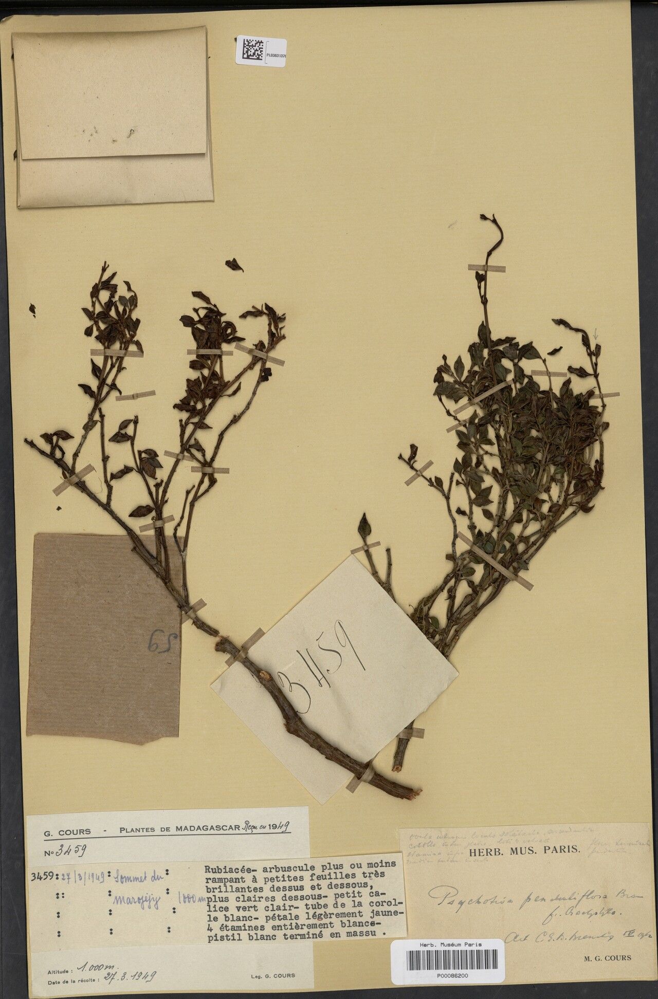 Psychotria deflexiflora — houseplant care guide