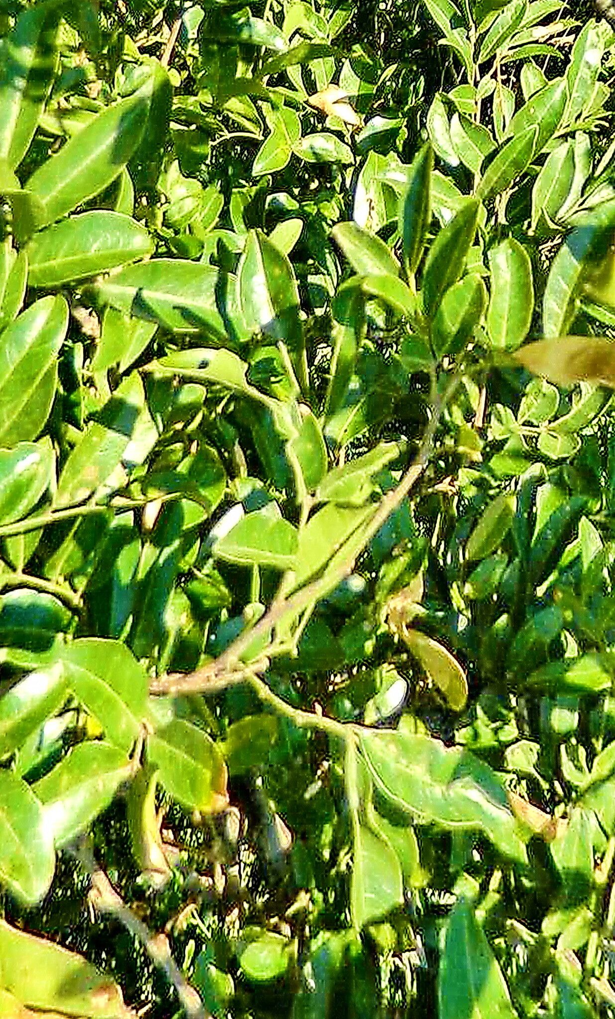 Philenoptera sutherlandii — houseplant care guide