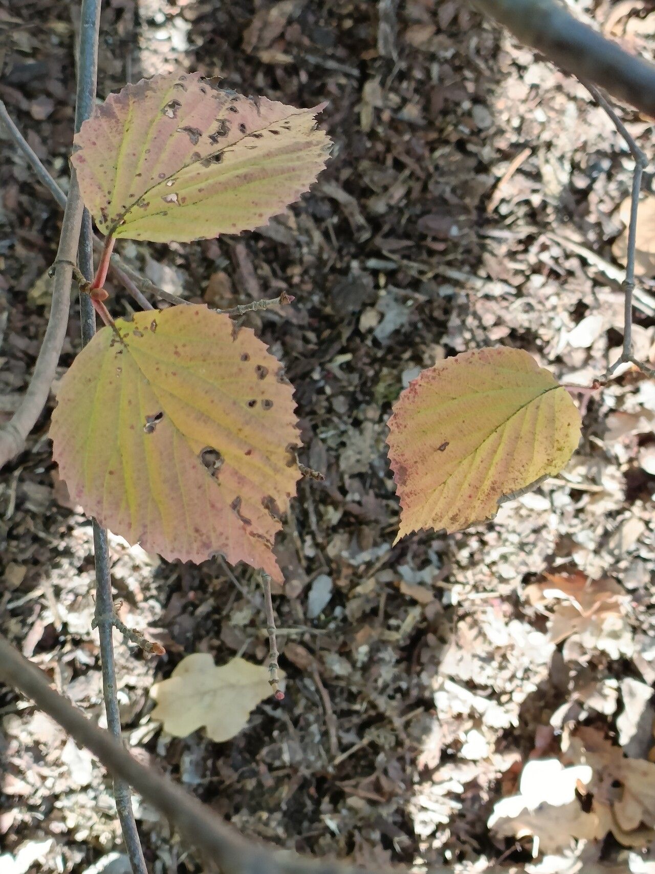 Viburnum phlebotrichum leaf