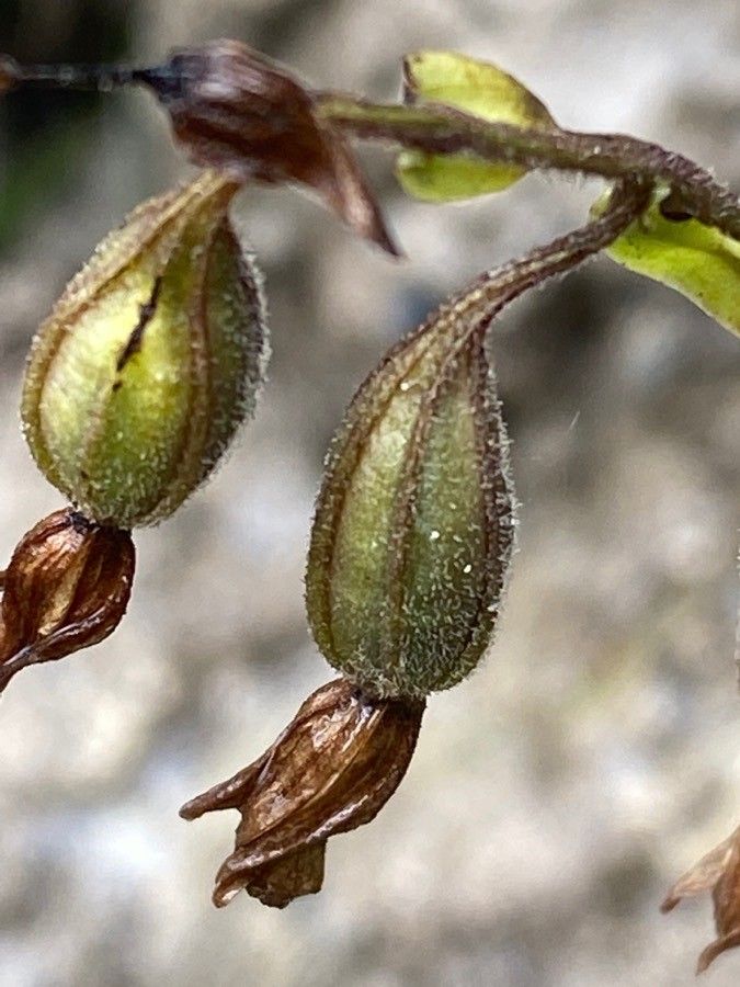 Epipactis palustris fruit