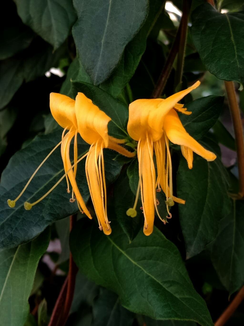 Lonicera hildebrandtiana flower