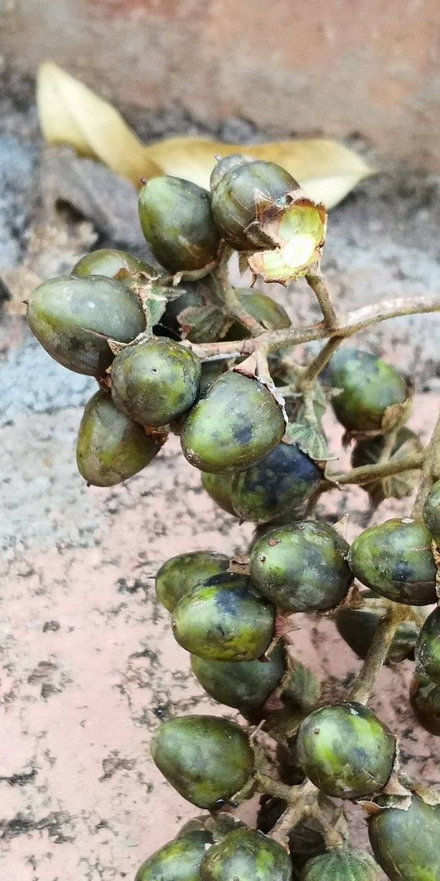 Lagerstroemia tomentosa fruit