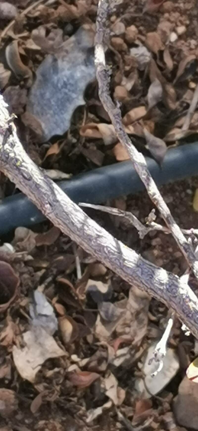 Bauhinia madagascariensis bark