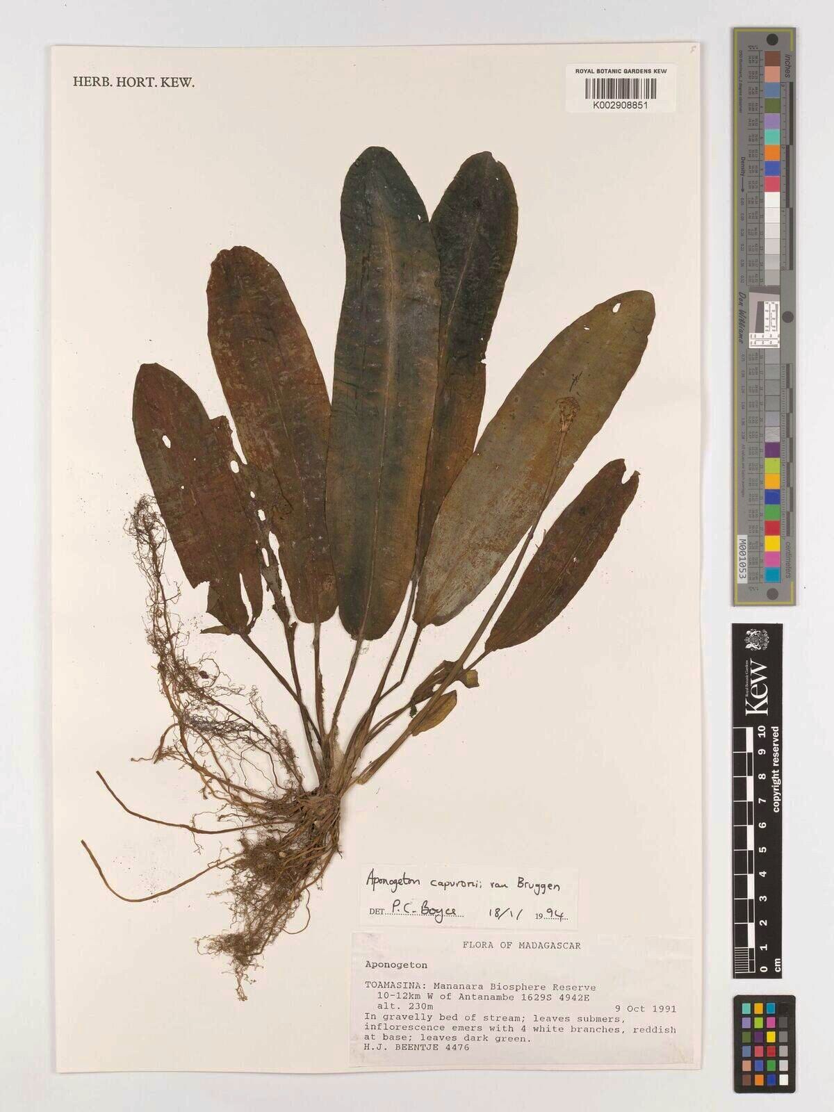 Aponogeton capuronii — houseplant care guide