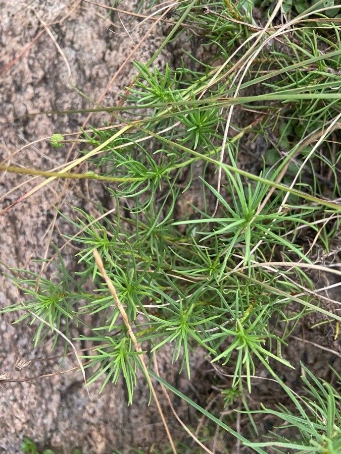 Felicia abyssinica — related species from the same genus