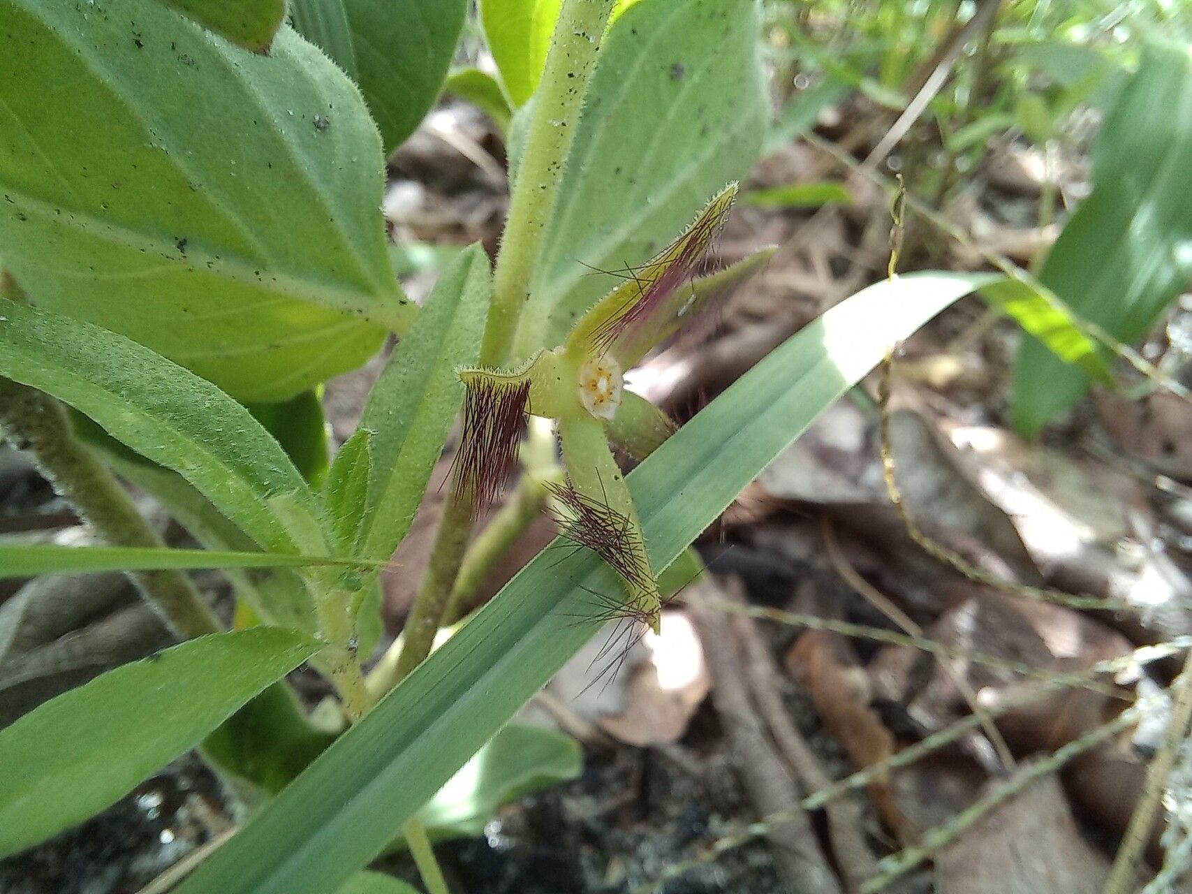 Ceropegia tavalla — search result for 'Ceropegia'