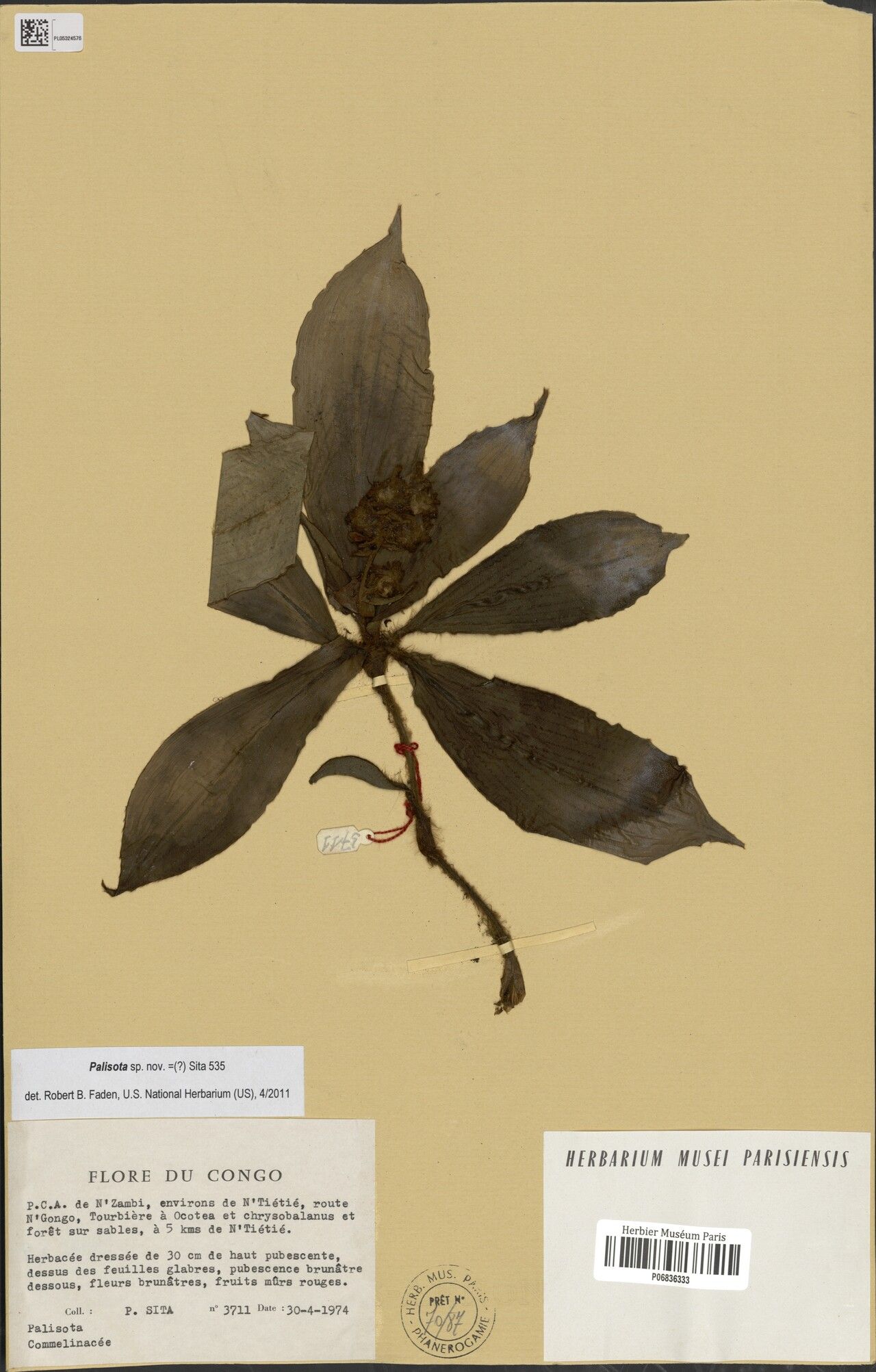 Palisota fadenii — houseplant care guide