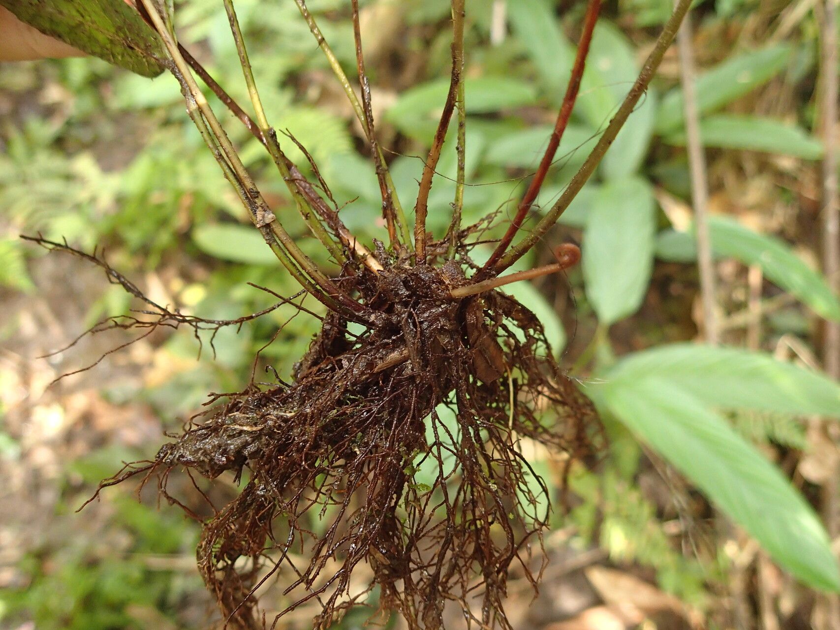 Pteris commutata other