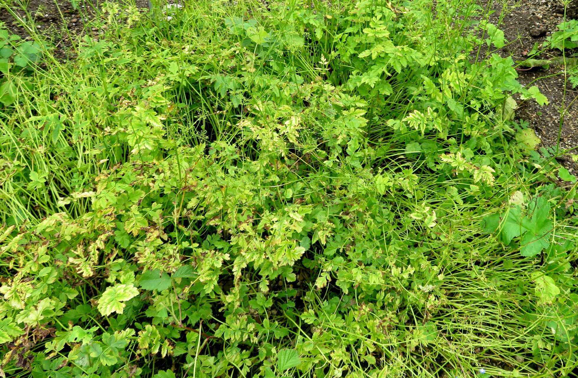 Pimpinella affinis habit