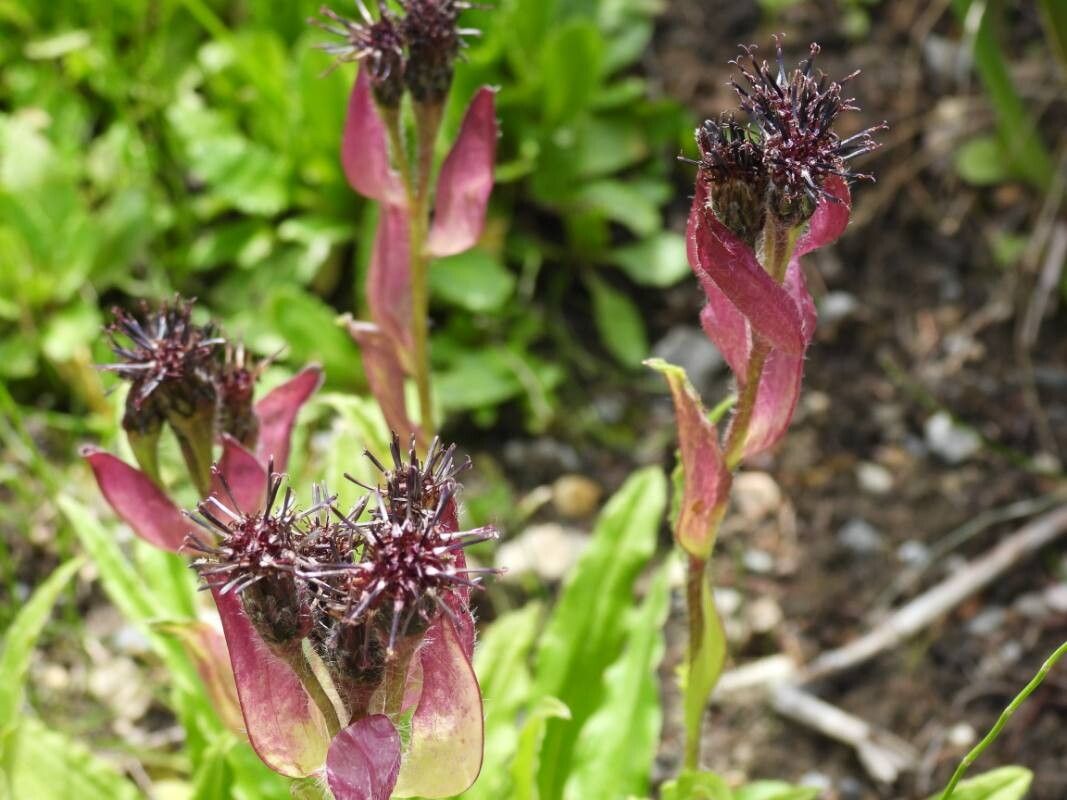 Saussurea iodostegia — houseplant care guide