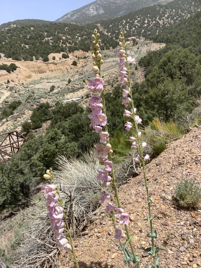 Penstemon palmeri flower