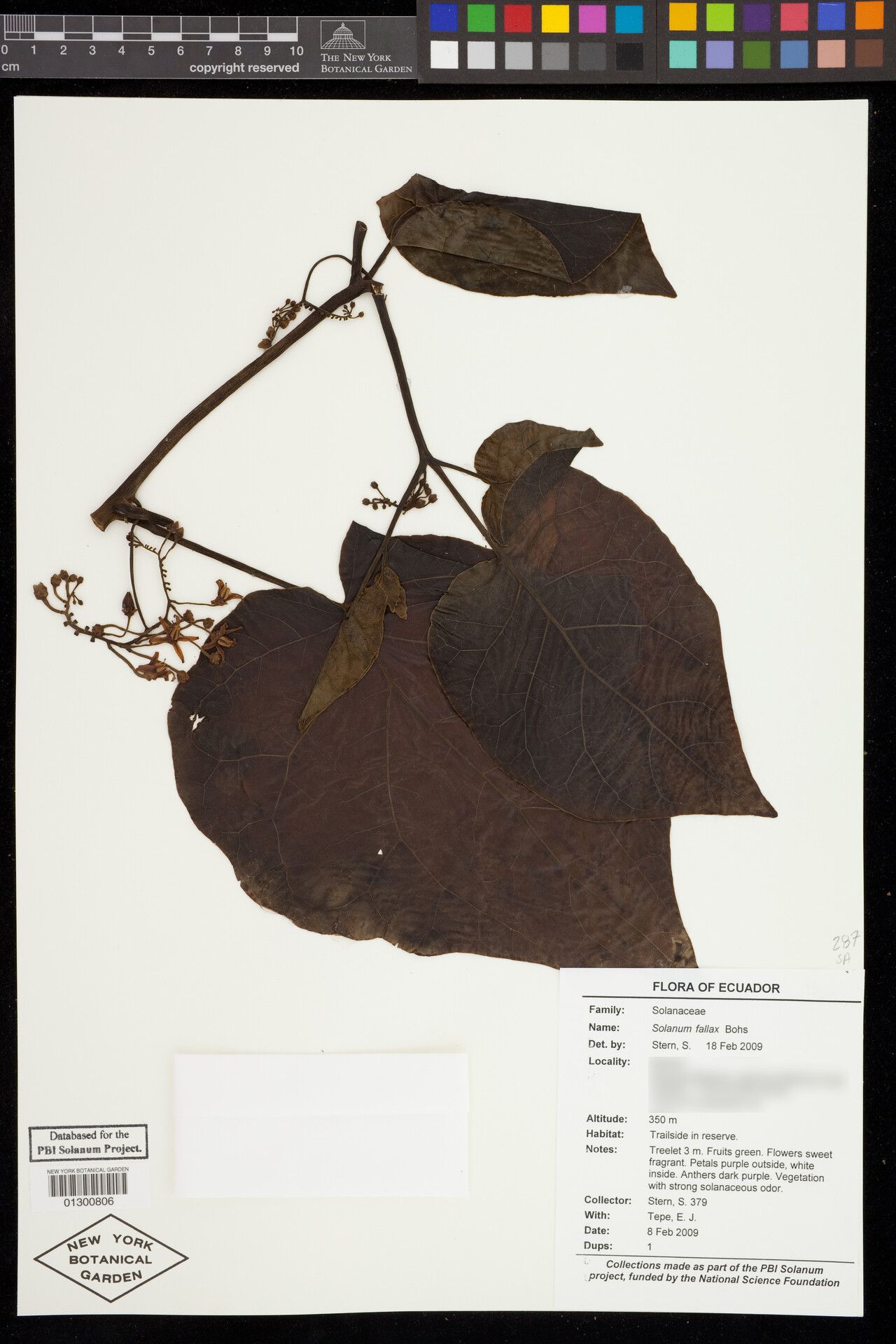 Solanum fallax — houseplant care guide