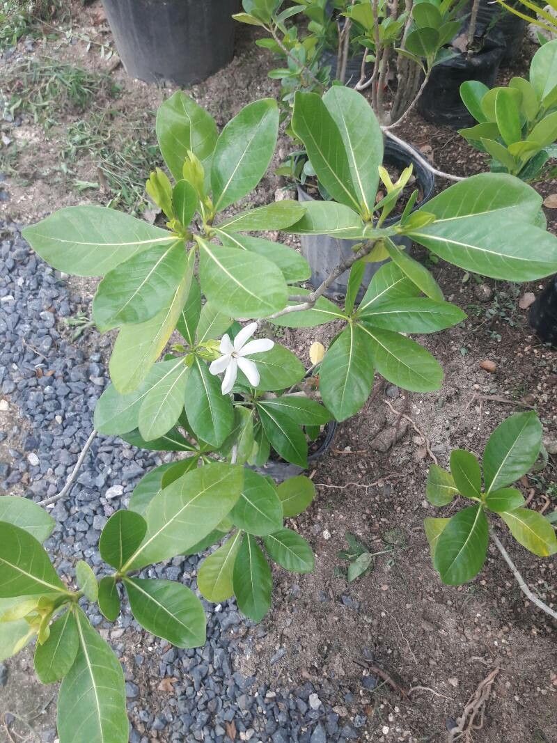 Gardenia tinneae — search result for 'Gardenia'