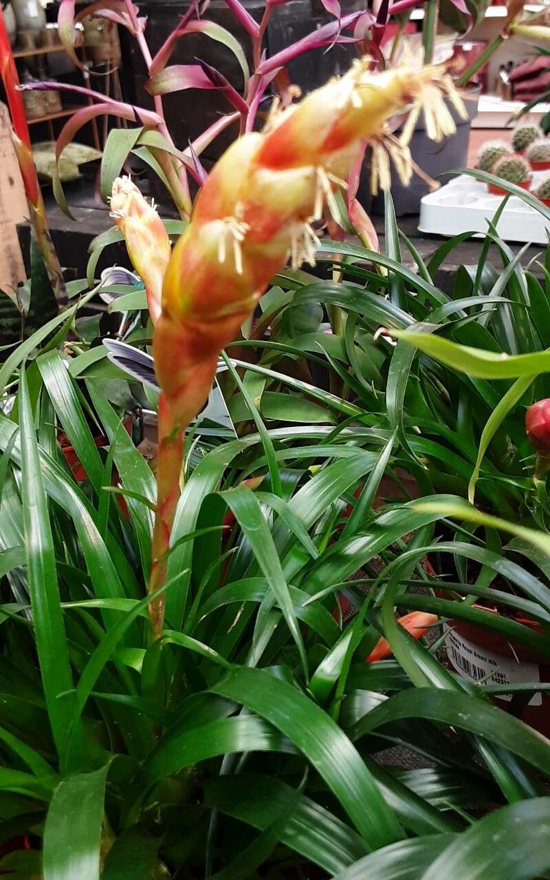 Lutheria splendens flower