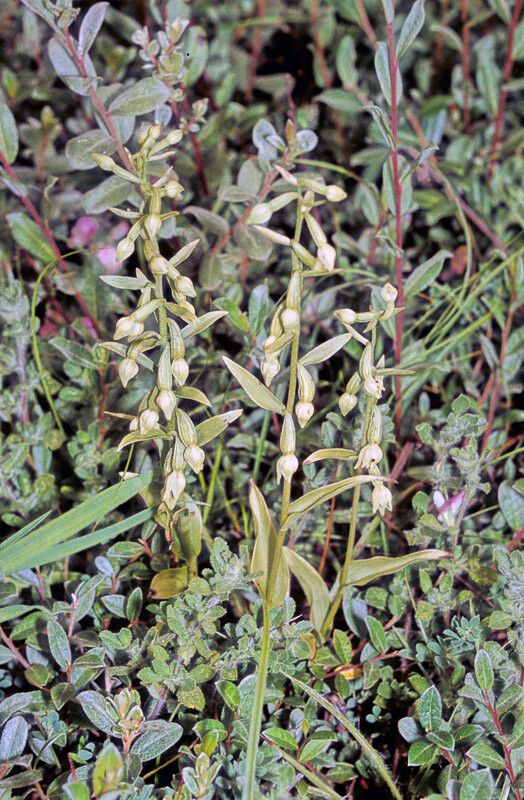 Epipactis phyllanthes — search result for 'Epipactis'