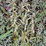 Epipactis phyllanthes