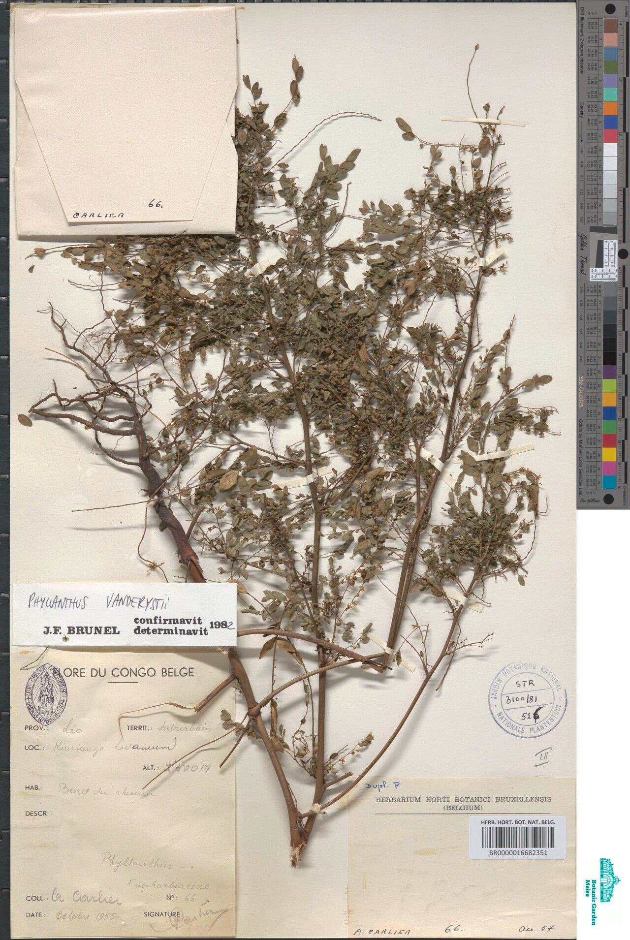 Phyllanthus vanderystii — houseplant care guide