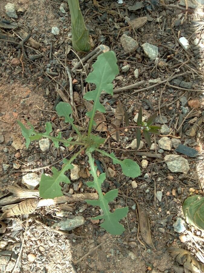 Taraxacum acervans — related species from the same genus