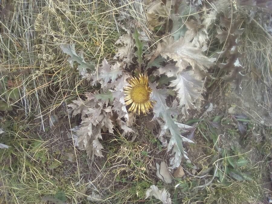 Carlina acanthifolia flower