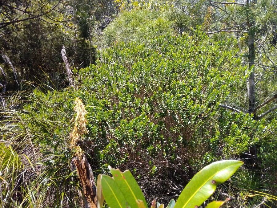 Myrtastrum rufopunctatum habit