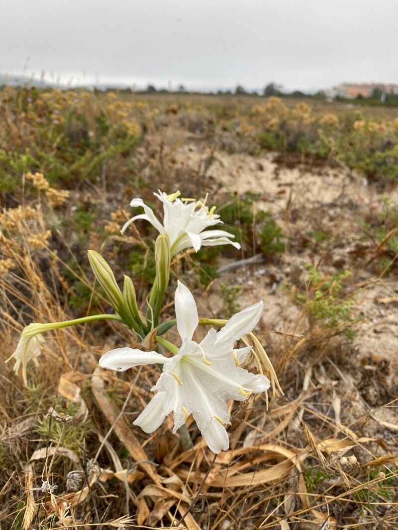 Hesperocallis undulata flower