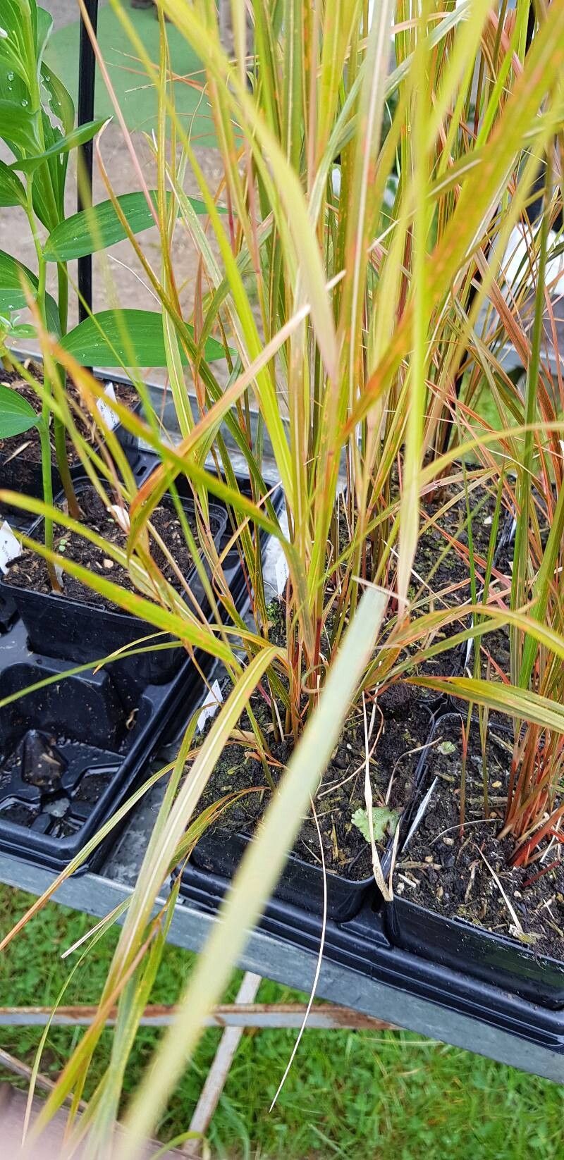 Anemanthele lessoniana leaf