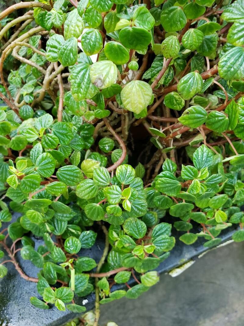 Peperomia meridana — pet friendly houseplant