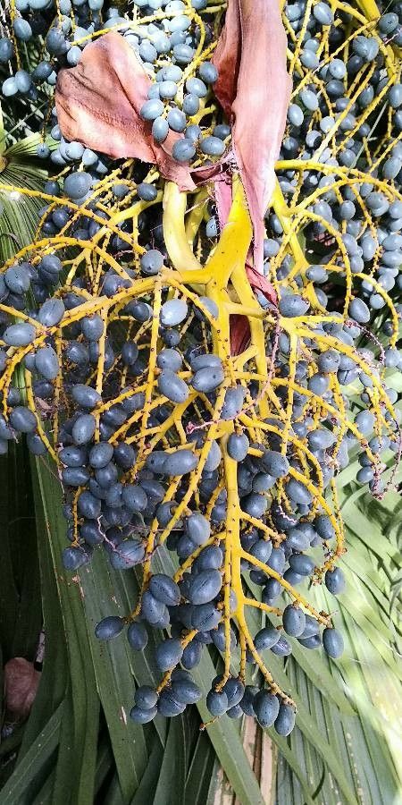 Livistona chinensis fruit
