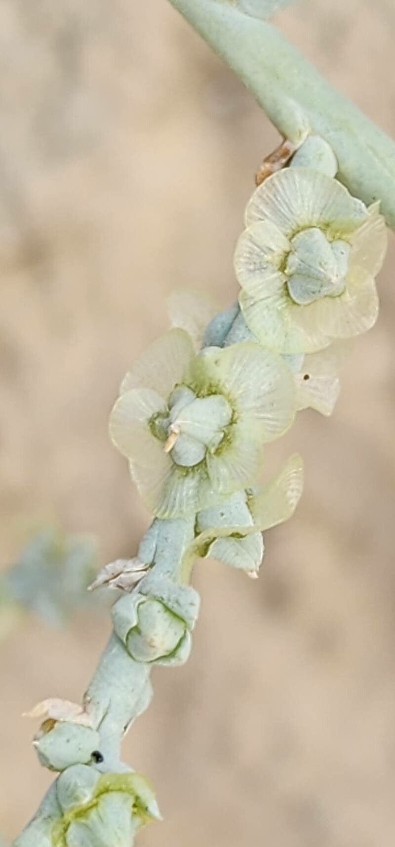 Caroxylon incanescens fruit
