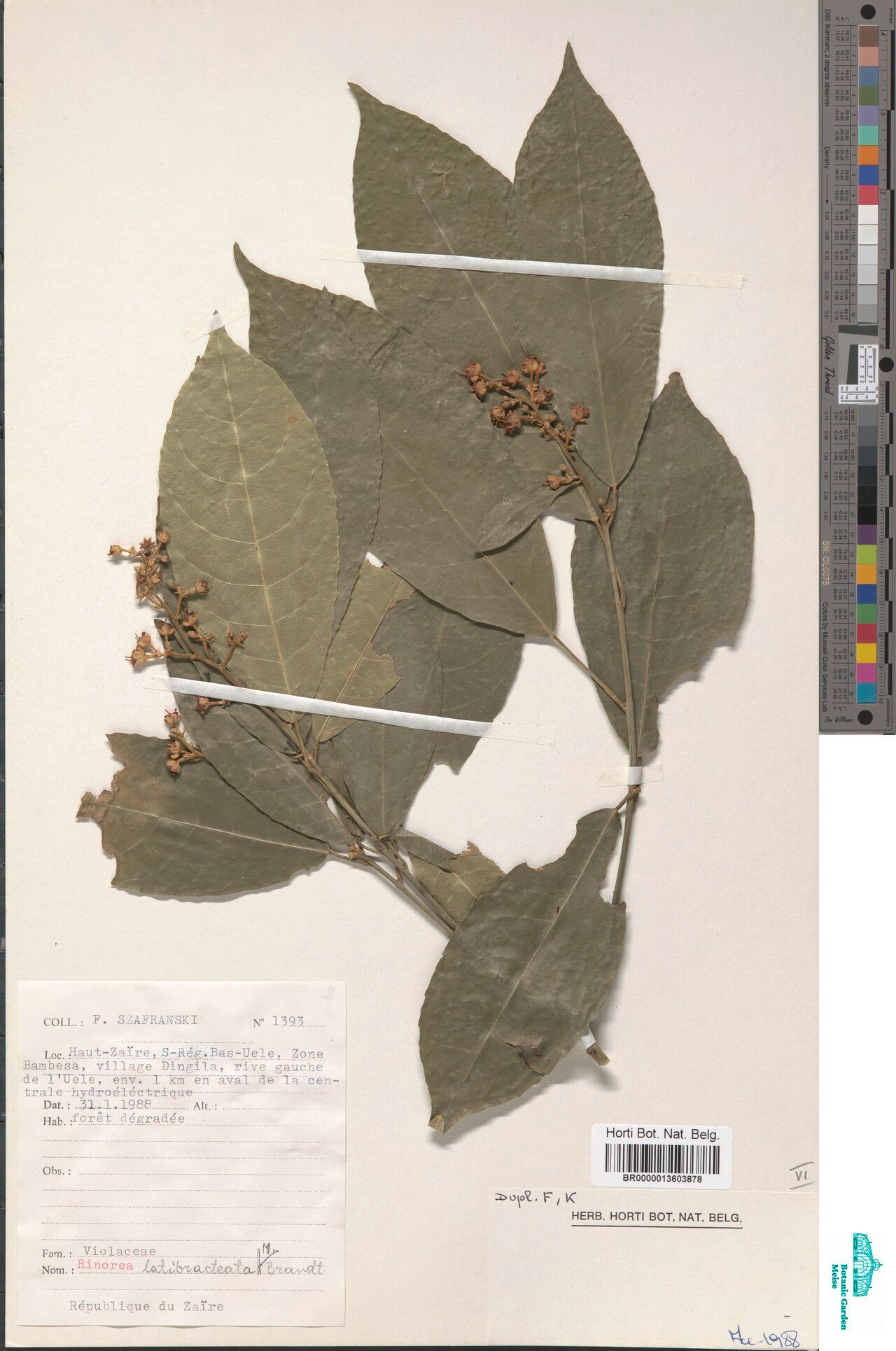 Rinorea latibracteata — houseplant care guide