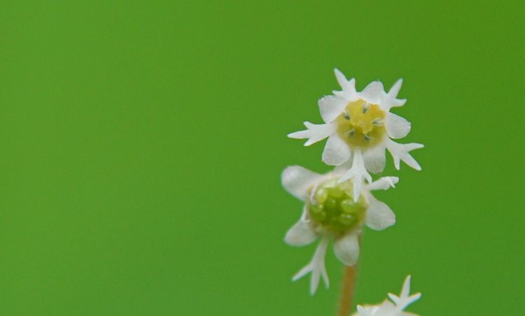Mitella trifida flower